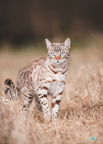 Bengal Zuchtkatze Molly