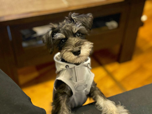 2027/9/4 横浜の探偵日記 〜2,197日目〜