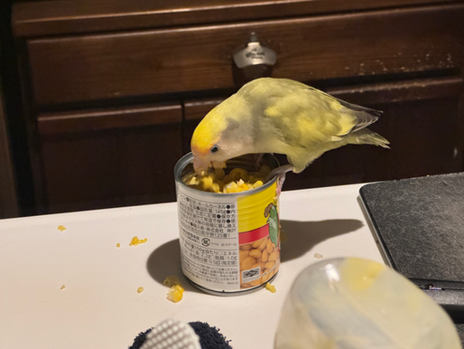 2025/9/23 横浜の探偵日記 〜2,556日目〜