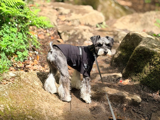 2026/4/26 横浜の探偵日記 〜2,757日目〜