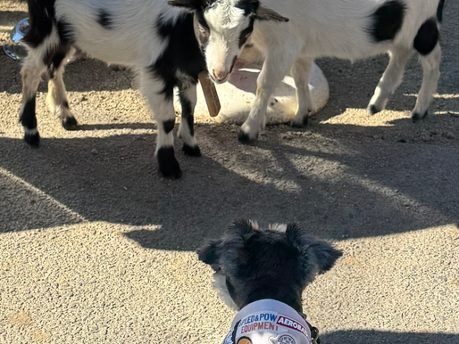 2025/11/29 横浜の探偵日記 〜2,621日目〜