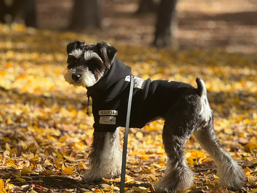 2025/11/20 横浜の探偵日記 〜2,613日目〜