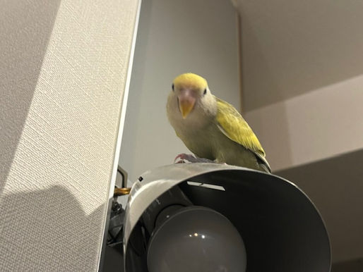 2023/12/9 横浜の探偵日記 ~1,971日目~