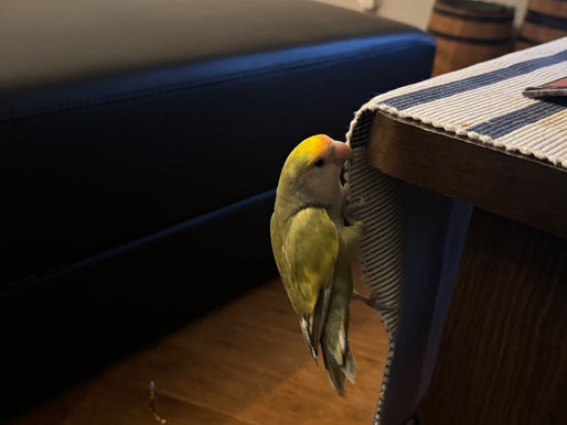 2024/4/4 横浜の探偵日記 〜2,084日目〜