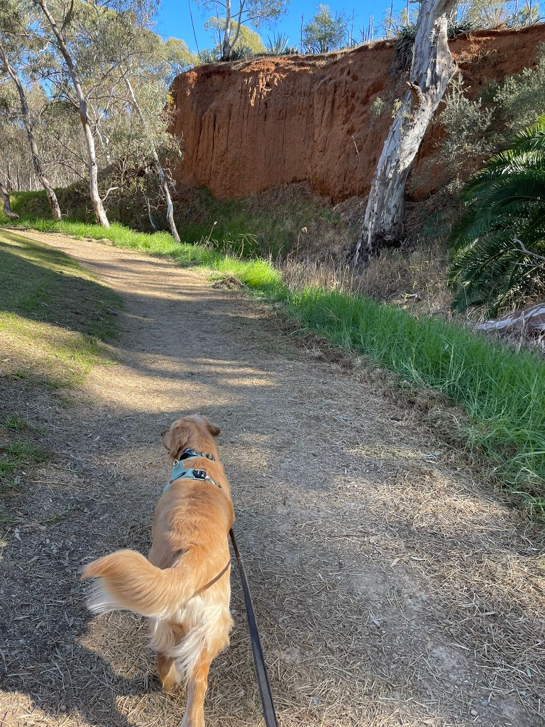 Golden Retriever Walking Down Tree Line Path