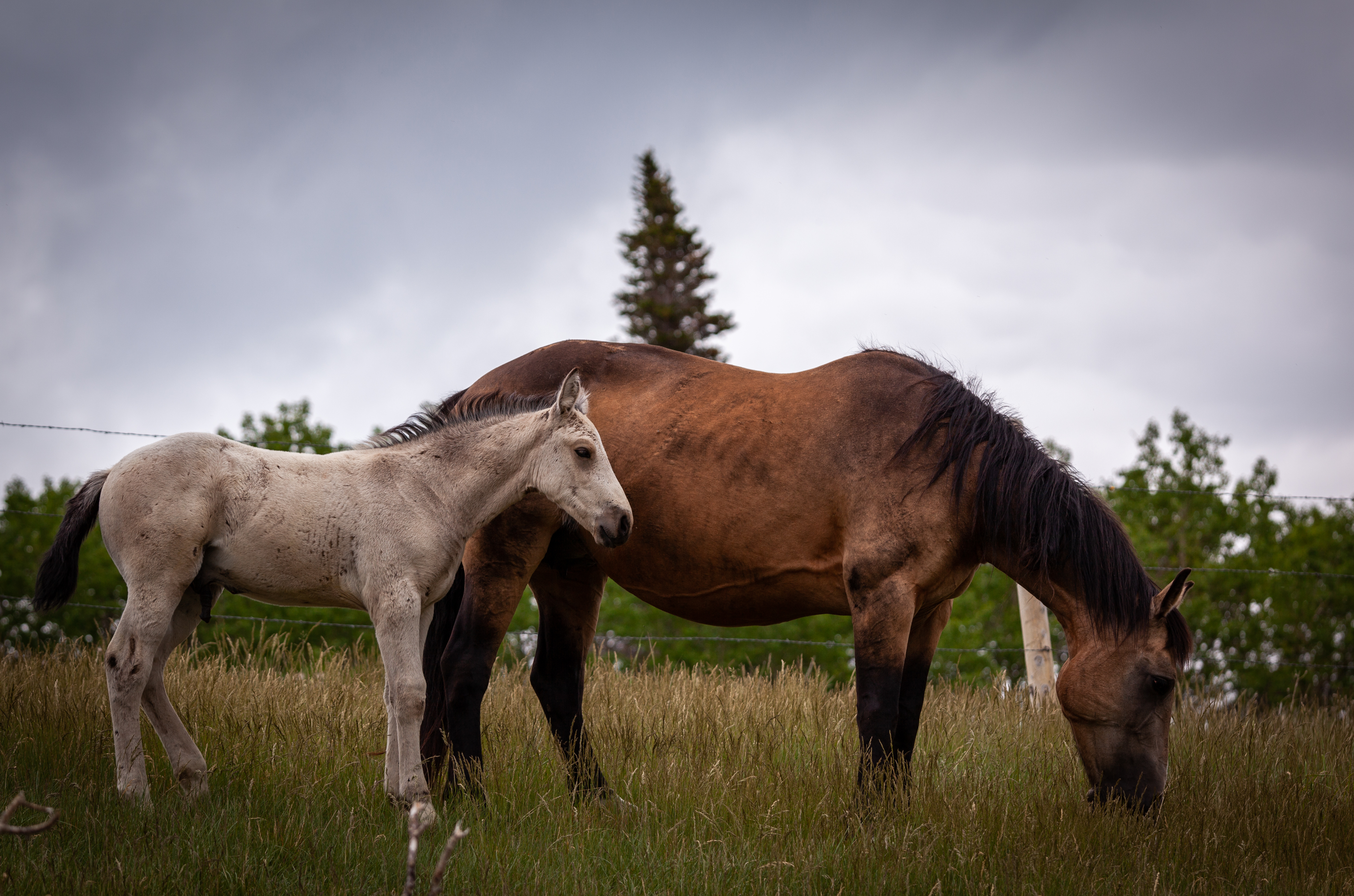 Mustangs
