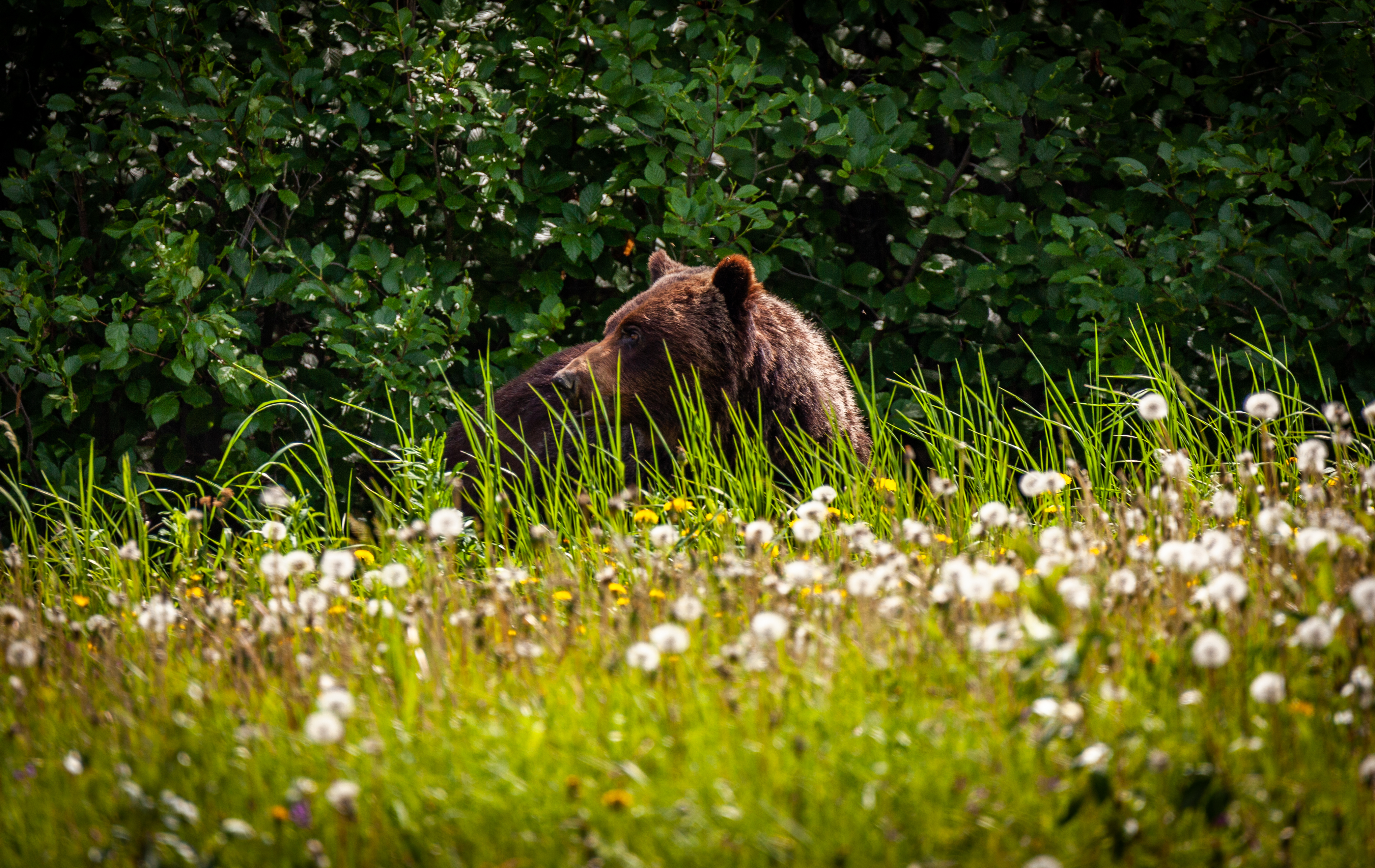 Yukon Grizzly