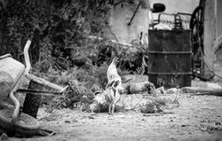 Alarm clock - Boquillas, Mexico