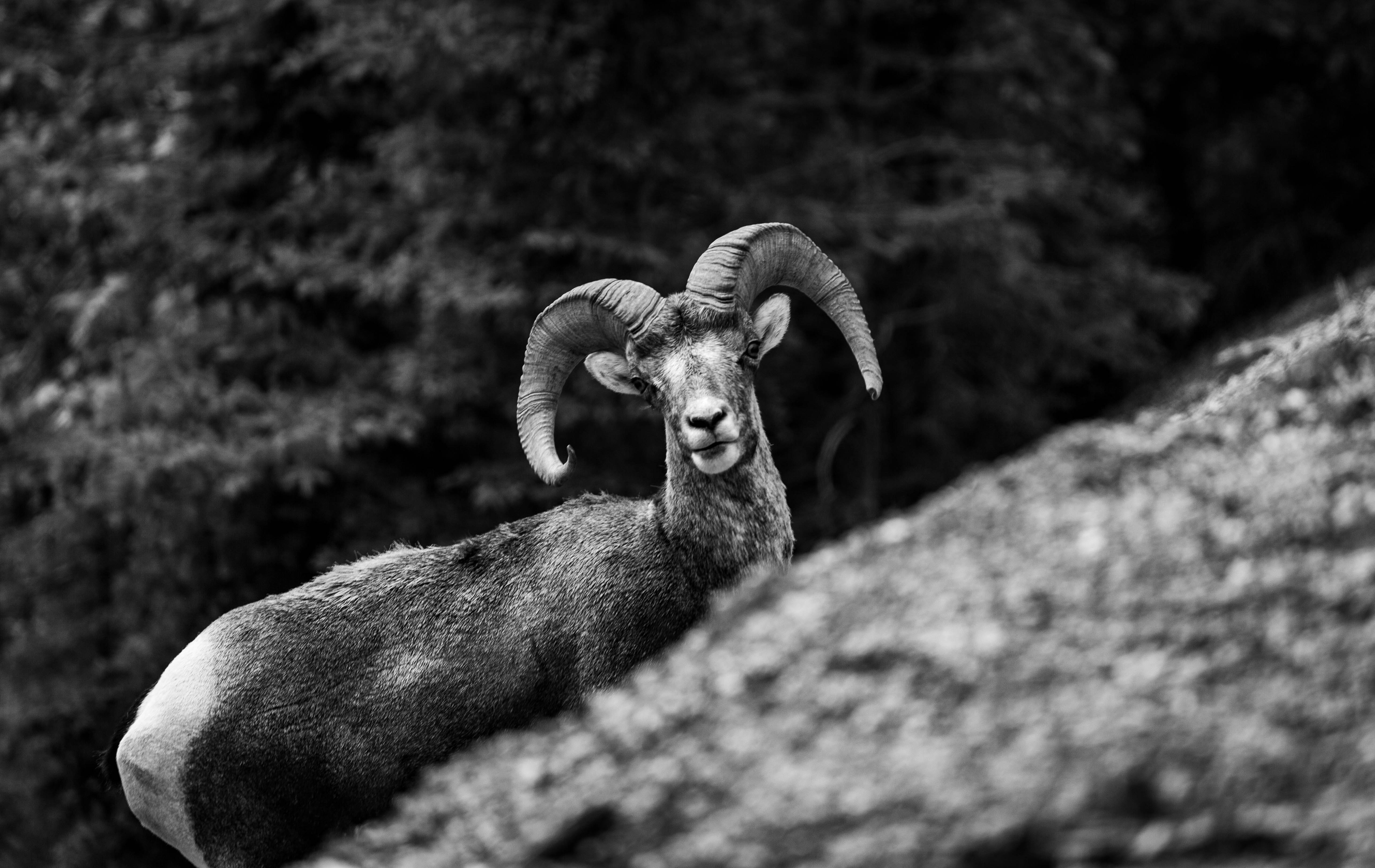 IMG_2223
