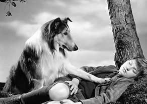 lassie.jpeg