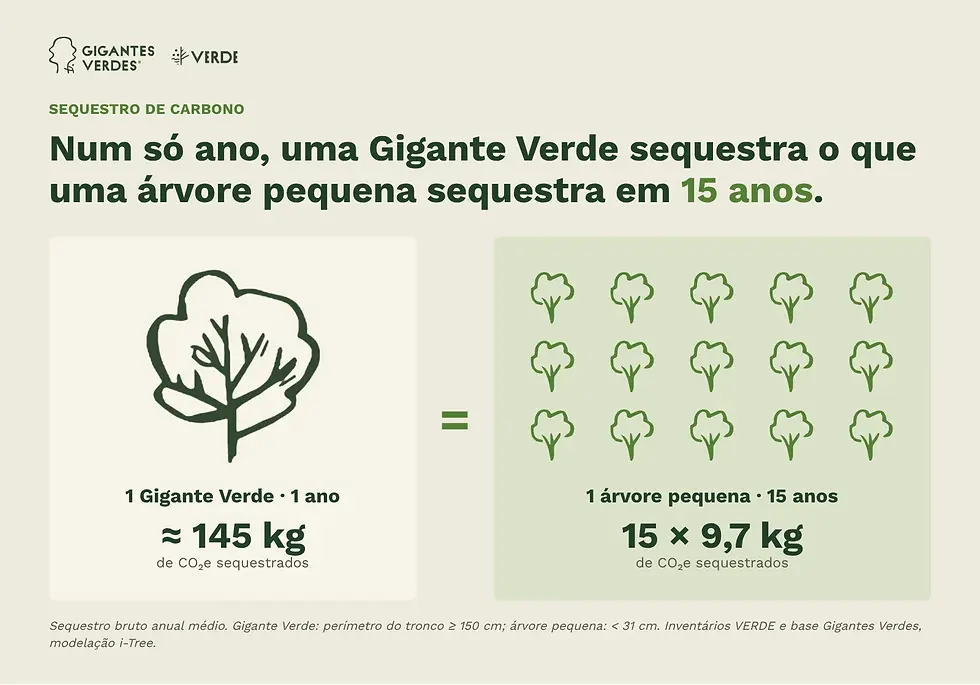 Ícone de uma árvore grande igual a quinze ícones de árvores pequenas: num ano, uma Gigante Verde sequestra o que uma árvore pequena sequestra em 15