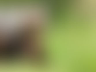 The Role of Power Animal Retrieval