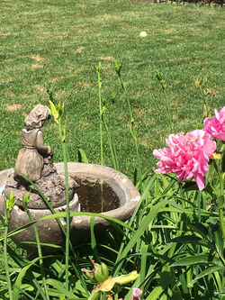 Water Feature & Pink Peony