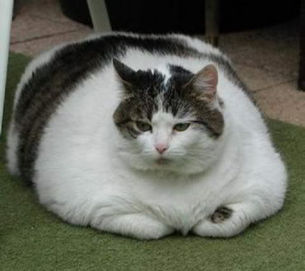 Obesity