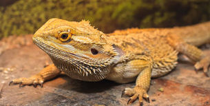Bearded Dragons