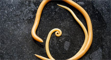 Roundworms