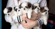 Breeder