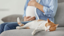 Family Cats and Pregnant Women: Take Measures to Prevent Toxoplasmosis Infection