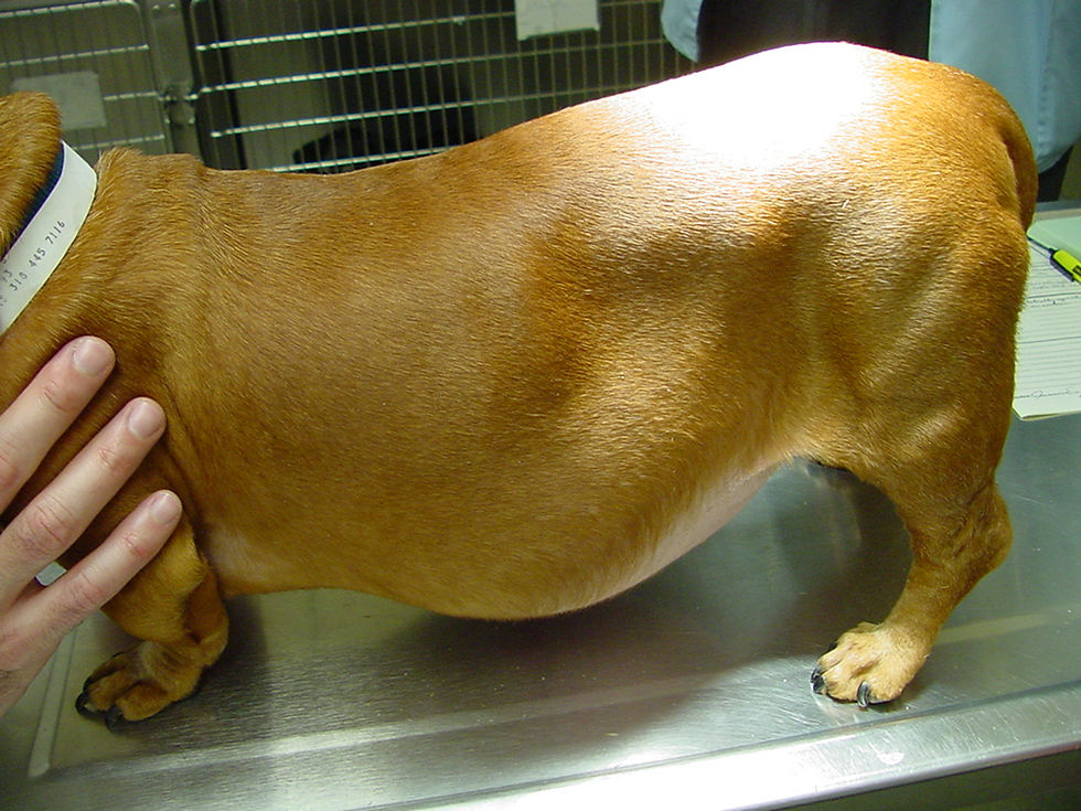 A dog suffering from Cushing disease
