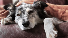 Recognizing Illnesses