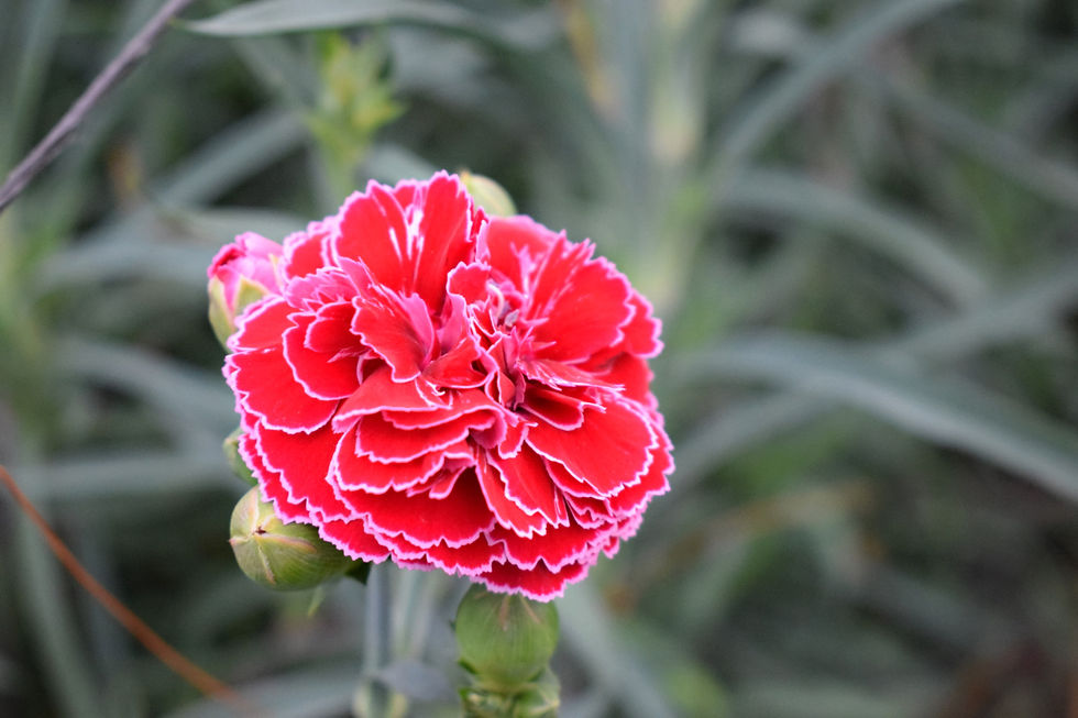 Miniatura: Clavel