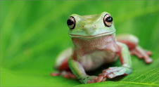Frogs & Toads