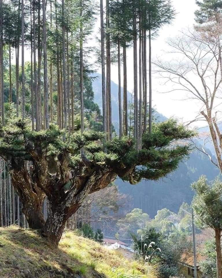 ree
