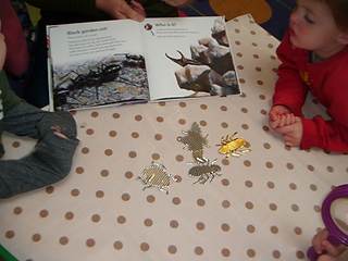 insects