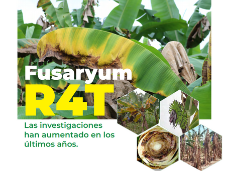Fusarium R4T, Las investigaciones
han aumentado en los últimos años.