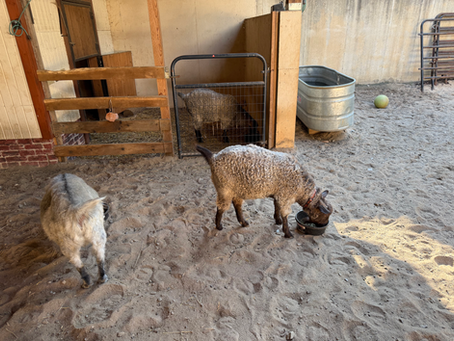 Rehome Farm Animals - Part 2 - Goats