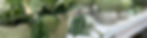 Blumen_Zentrum_Zimmerpflanze_1