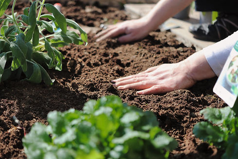 planet_fox-plant-6151414.jpg