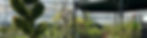Blumen_Zentrum_Stauden_Gehoelzer_2
