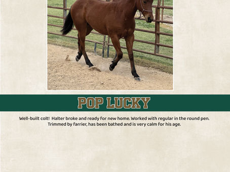 POP LUCKY