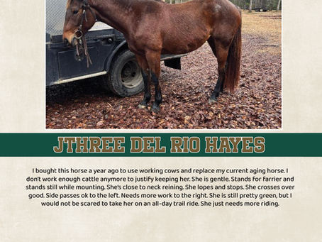 HIP #13 JTHREE DEL RIO HAYES