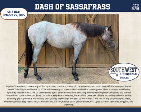 #47 DASH OF SASSAFRASS