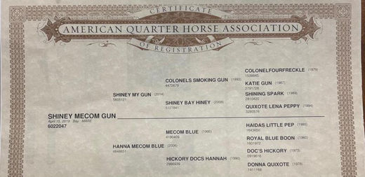 HIP #102 SHINEY MECOM GUN