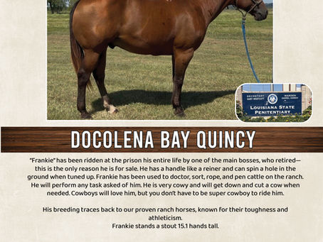 DOCOLENA BAY QUINCY (ANGOLA)