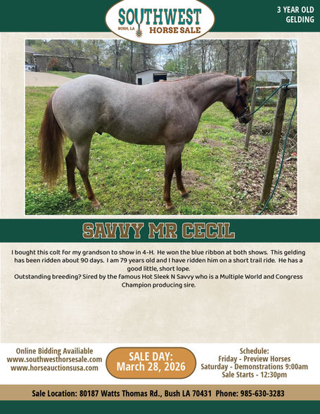 HIP #18 SAVVY MR CECIL