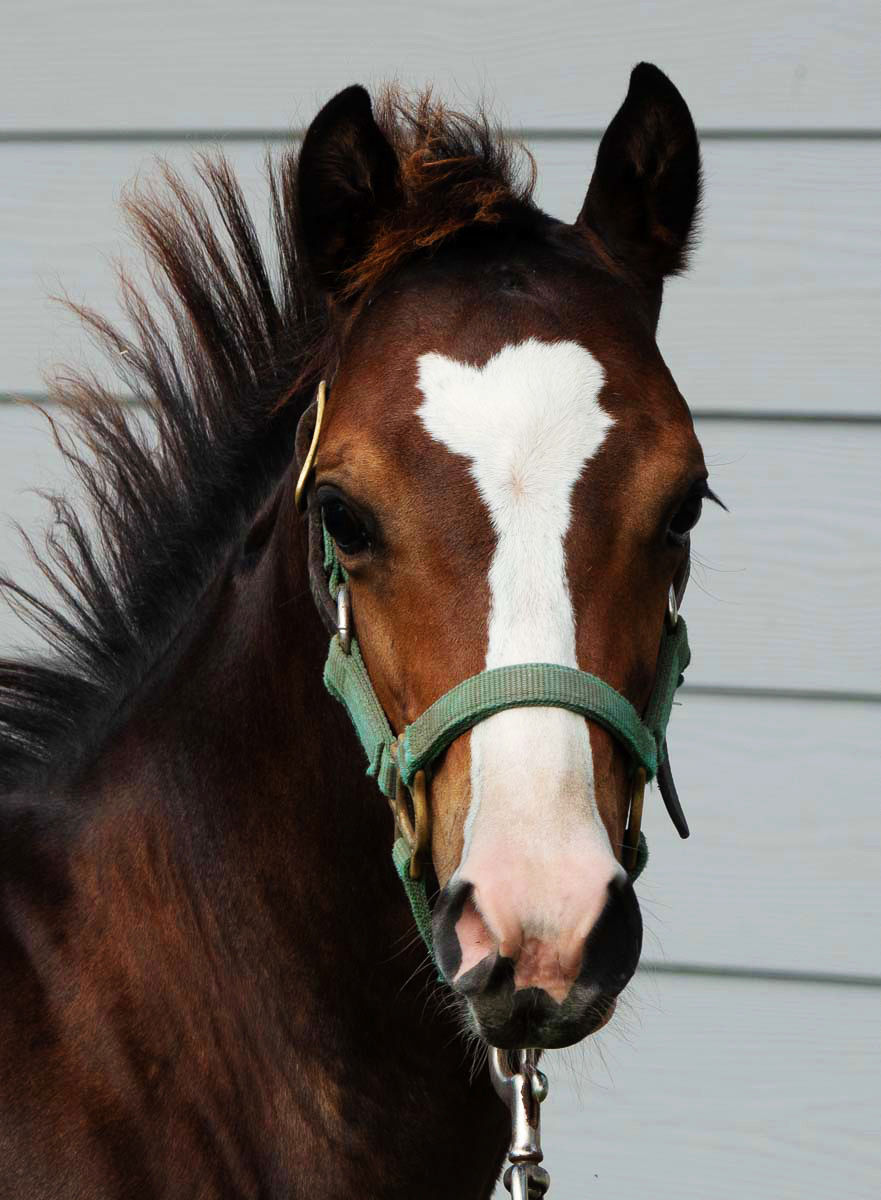 HH349