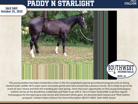 #35 PADDY N STARLIGHT