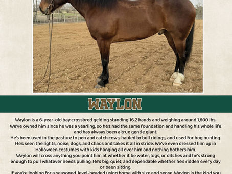 HIP #26 WAYLON