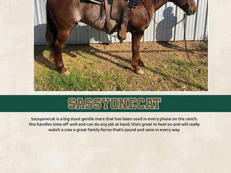 HIP #41 SASSYONECAT