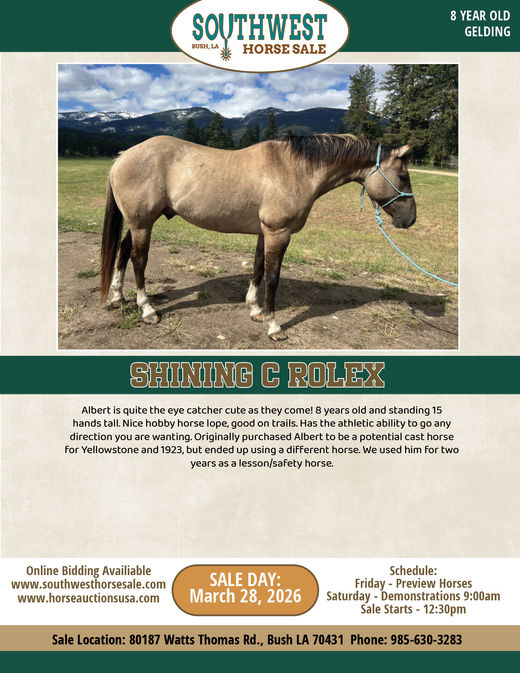 HIP #19 SHINING C ROLEX