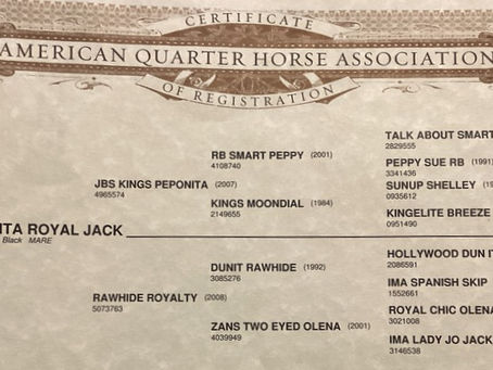 HIP #22 PEPONITA ROYAL JACK