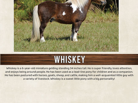 HIP #6 WHISKEY