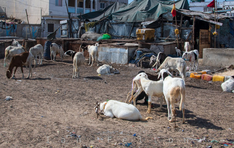 Goats are everywhere in Guet N'Dar