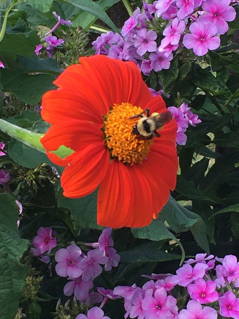 My Favorite New Gardening Tools