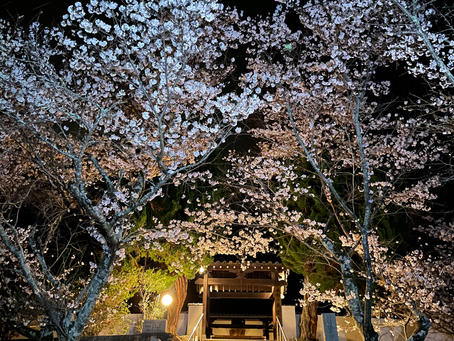 夜桜