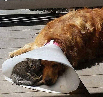 kitten in dog cone.png
